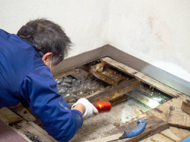 Best Preventive Mold Services in Pine Island, TX
