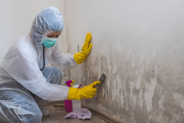 Best DIY Mold Remediation Support Services in Pine Island, TX