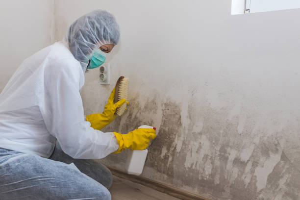 Trusted Pine Island, TX Mold Remediation Experts