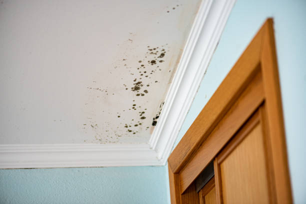 Best Kitchen Mold Remediation in Pine Island, TX