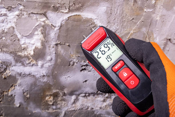 Best Attic Mold Remediation in Pine Island, TX