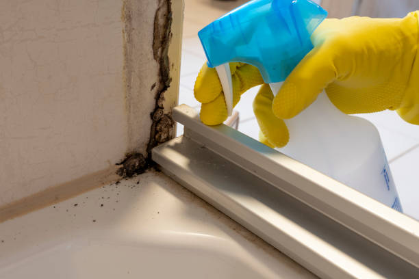 Best Residential Mold Remediation in Pine Island, TX
