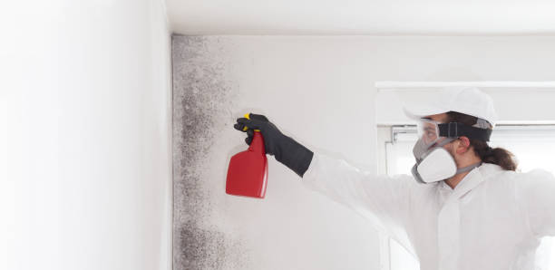Best Black Mold Remediation in Pine Island, TX