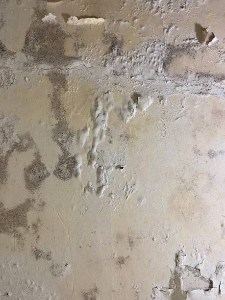 Pine Island, TX Mold Remediation Company