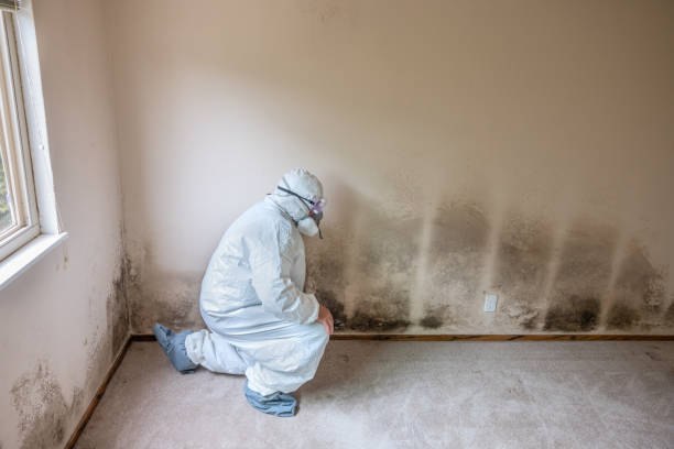 Best Commercial Mold Remediation in Pine Island, TX