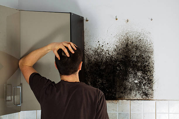 Best Industrial Mold Remediation in Pine Island, TX