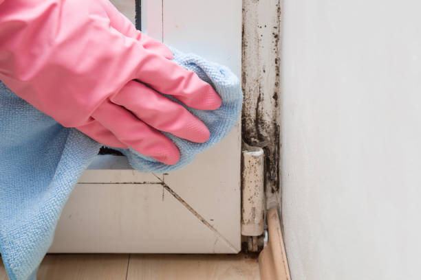 Best HVAC Mold Remediation in Pine Island, TX