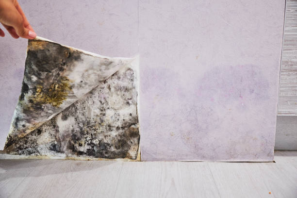 Best Commercial Mold Remediation in Pine Island, TX